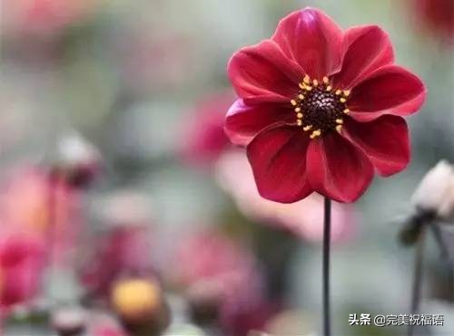 送给朋友最美的祝福图片