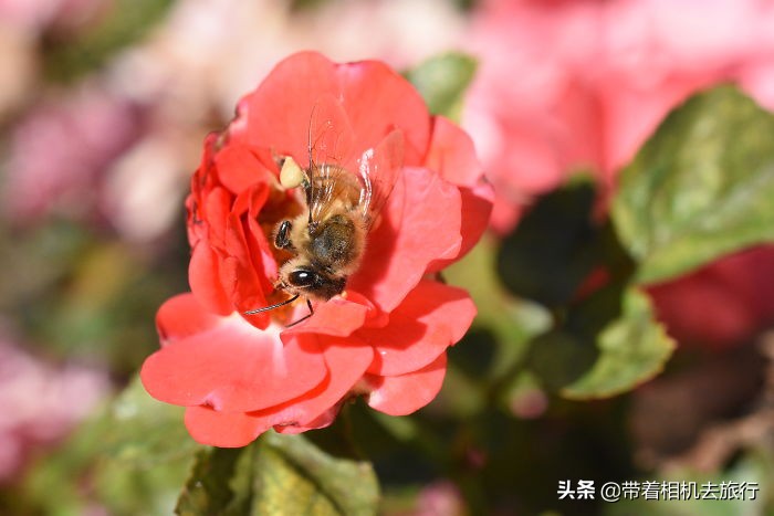 企鹅用石头求婚，松鼠是植树专家-第5张图片-大千世界