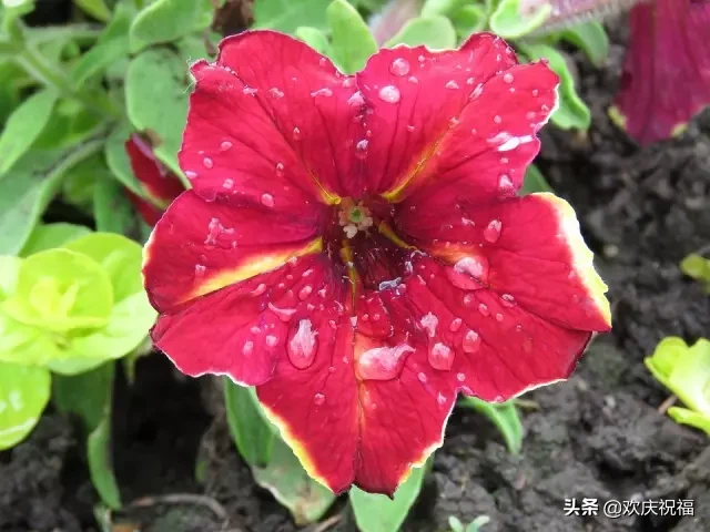 适合早安的话语 早安心语优美的句子集锦图片
