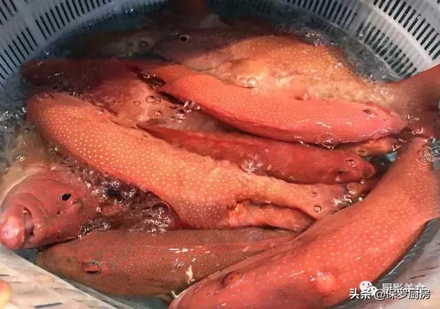 史上最全的顶级“海鱼”海鲜大全,全吃过的你人生就到达了巅峰!