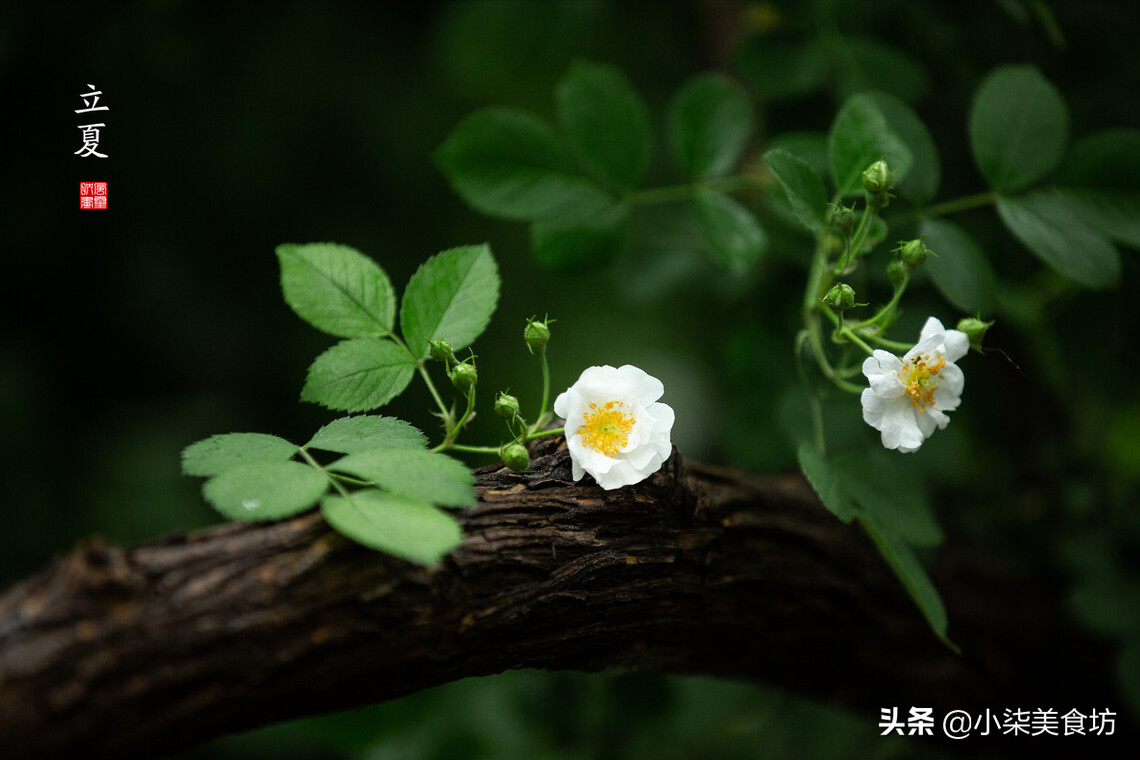 立夏传统食俗 记得“吃3食 做2事” 老传统不能丢-起舞食谱网