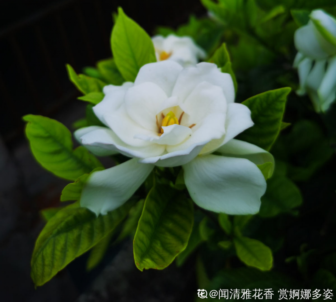 10種“臟臟”花，愛干凈的人別養，會招蟲子