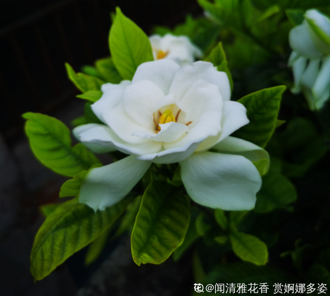 10种“脏脏”花，爱干净的人别养，会招虫子