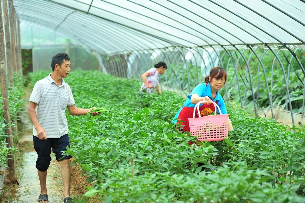 黄秀佳：返乡创业十八载 昔日穷村变景区