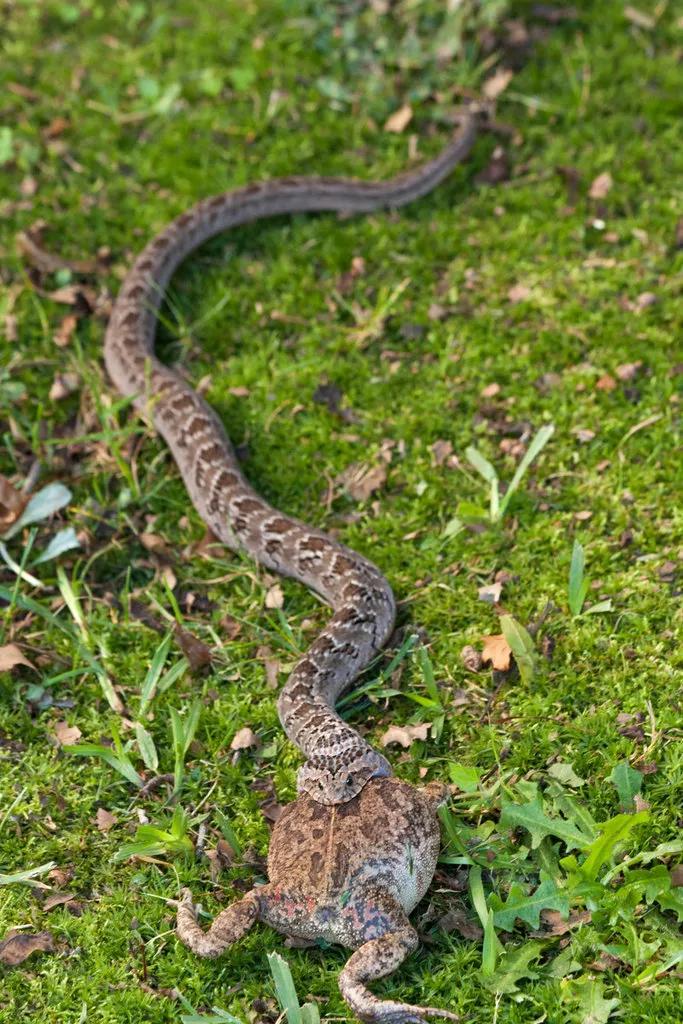 How do venomous snakes and nonvenomous snakes kill their prey? iNEWS
