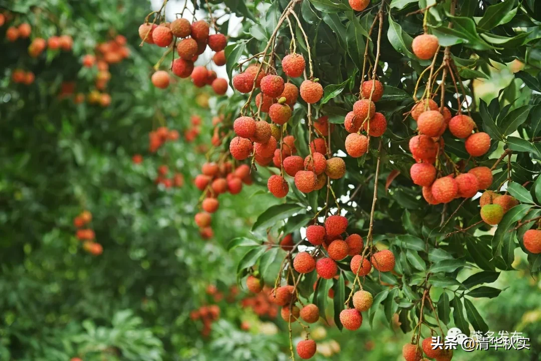 又是一年荔红时，想吃吗？