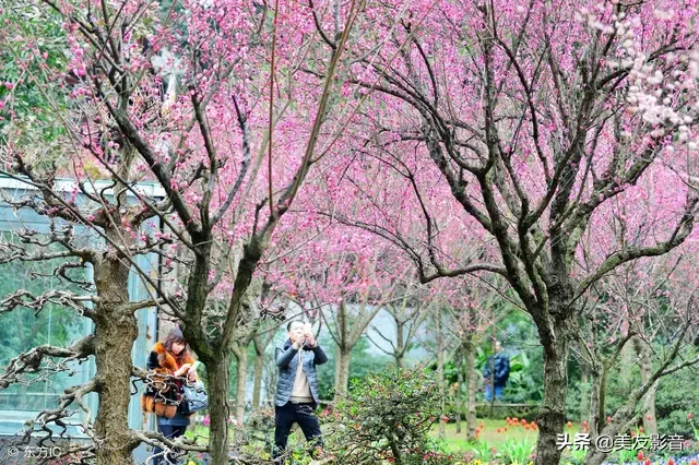 关于梅的诗句大全 梅雪争春未肯降，骚人阁笔费评章图片