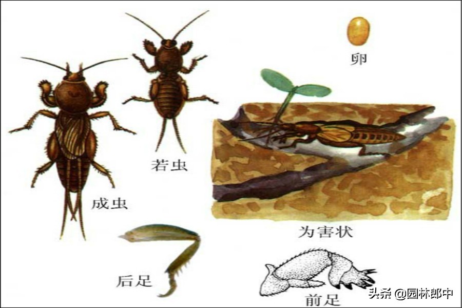 春季，草坪地下害虫危害高峰期，如何防治效果最好？-第3张图片-农百科