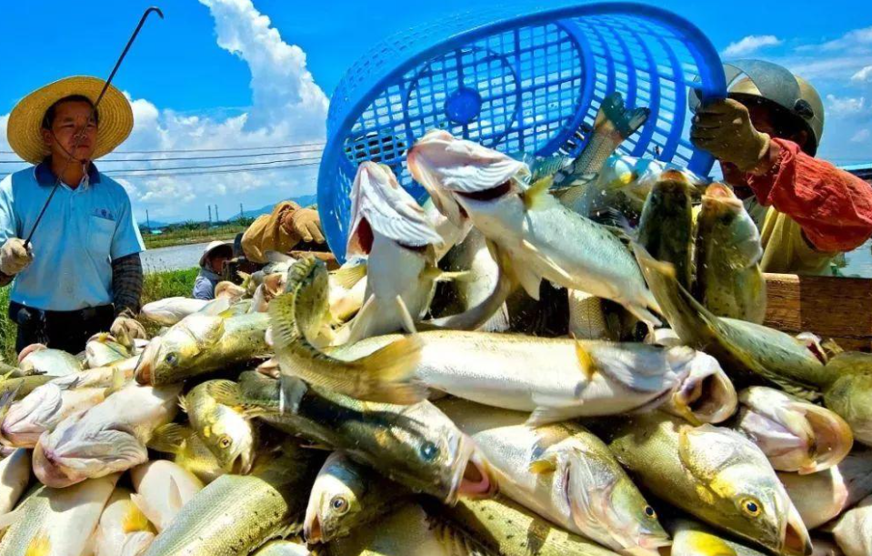 农业农村部发文：规范水产养殖放良心鱼，对养殖户有什么影响？