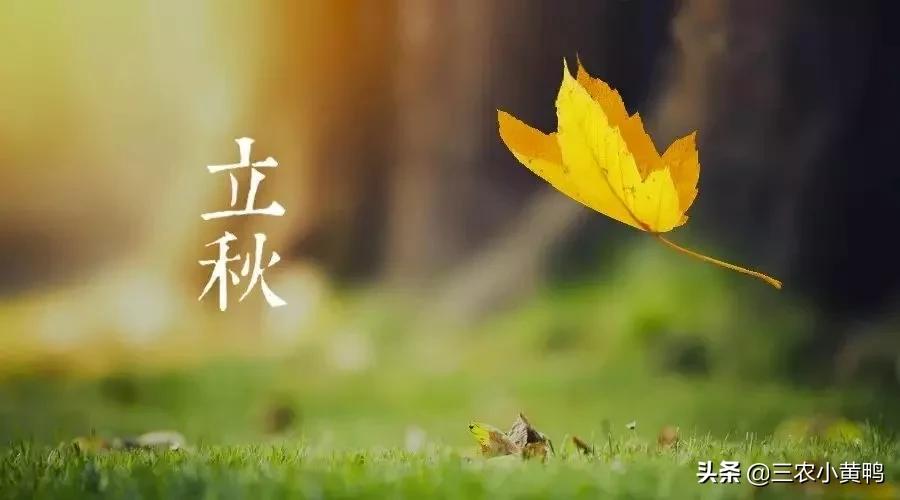 “六月立秋样样丢，七月立秋样样收”，今年几月立秋？秋后热吗？