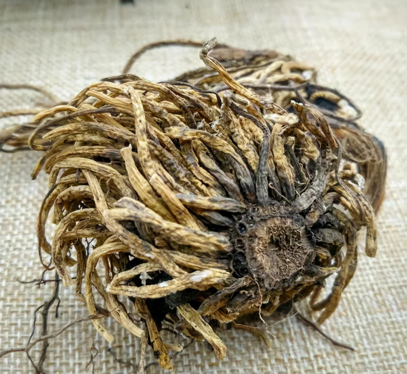 藜芦中药饮片图民间偏方藜芦治病的民间验方较多,大多都有一定疗效