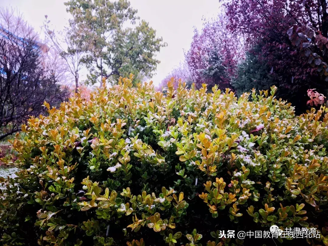 甘肃初雪|甘肃18所高校初学雪景大PK,快来看看有你的母校没?