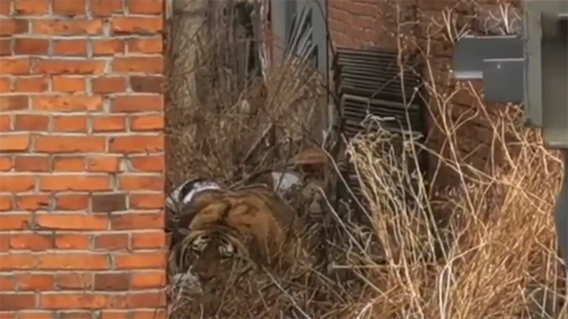 東北虎的三次遷徙浪潮，持續時間上百年，當下是關鍵時期