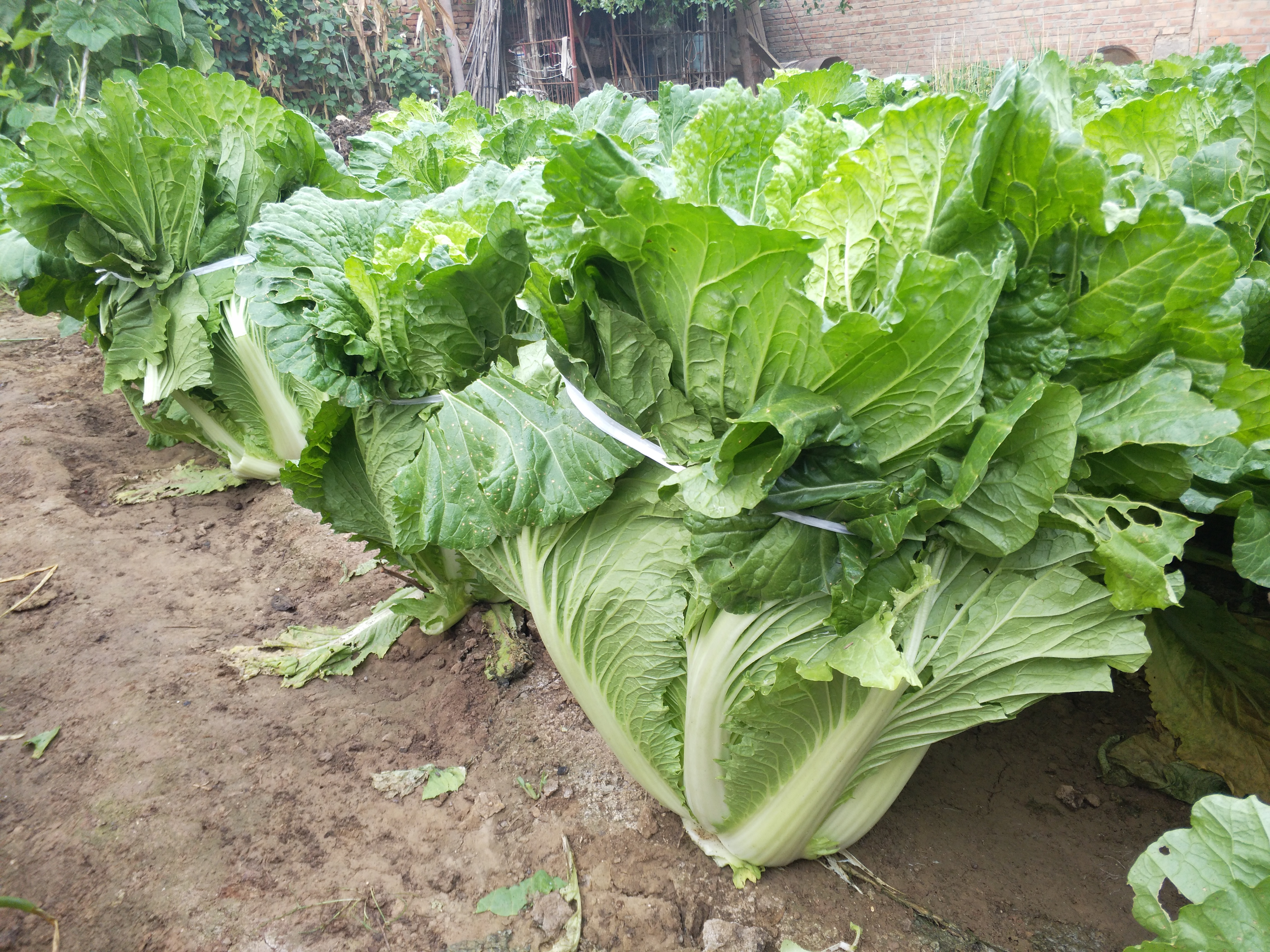 大白菜霜降后如何管理 霜冻对大白菜会有哪些影响 什么时候收获 植保技术 191农资人 农技社区服务平台