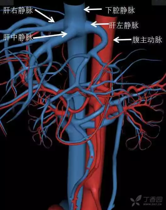 掌握这篇解剖，晋级腹部CT影像诊断高手（精细版）