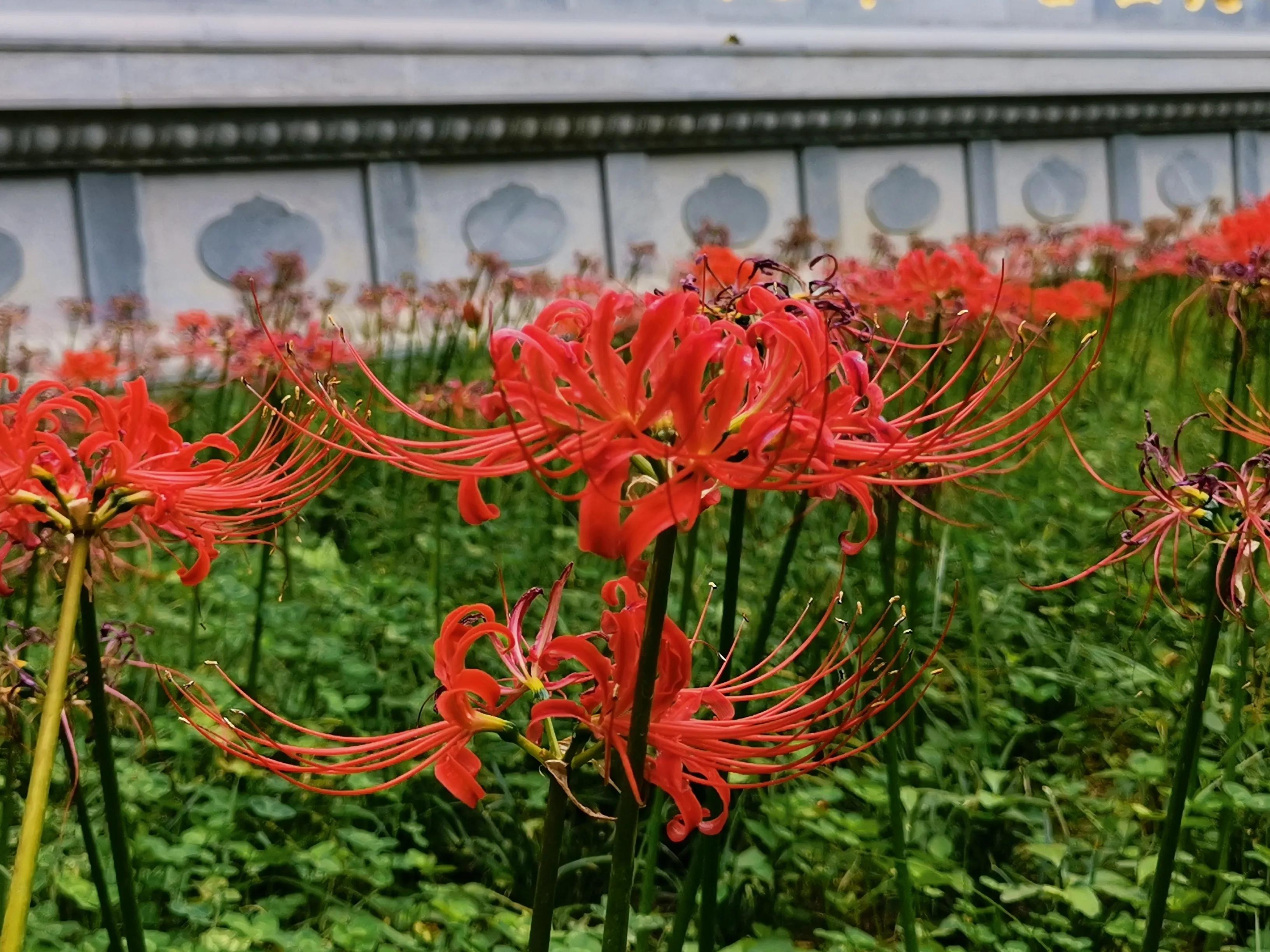彼岸花 開彼岸 只見花 不見葉 資訊咖 彼岸花 開彼岸 只見花 不見葉 資訊咖