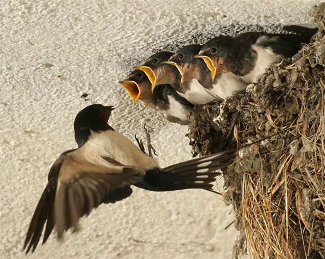 Why do swallows like to build nests under human roofs?Is the meaning