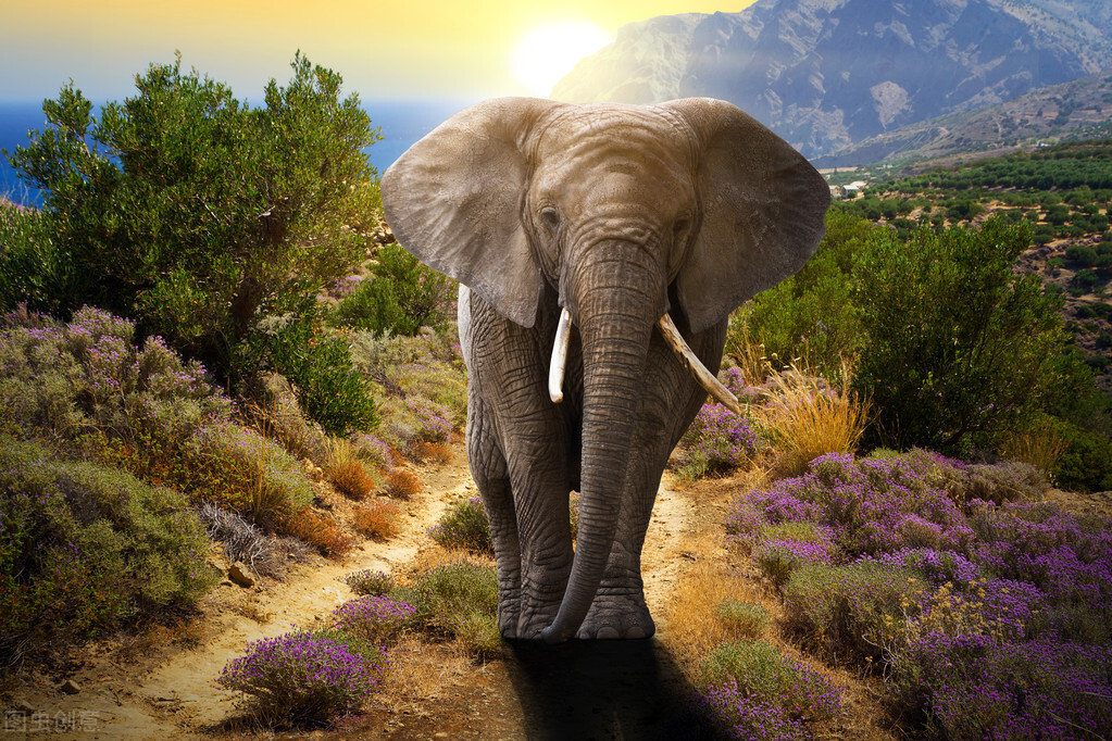 云南小象出生多久就迁徙了？答案：10分钟！背后隐藏着什么秘密？