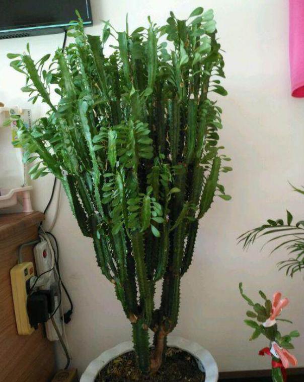 6 kinds of poisonous succulents, maybe your family will raise them ...