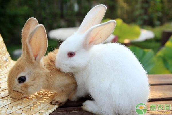 农村养殖兔子有什么禁忌？需注意什么？