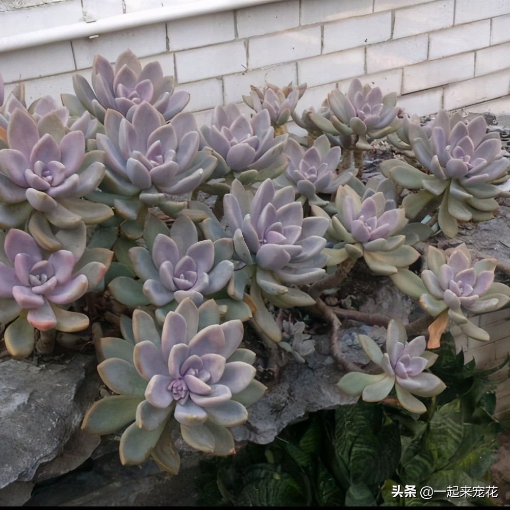 吴小姐想买盆胧月 带回家发现是冬美人 哭笑不得 太难区分了 资讯咖