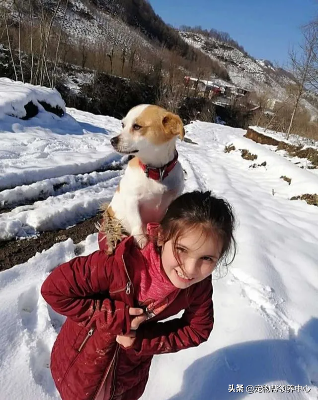 8岁小女孩背爱犬在雪地走3公里只为找一个特别的