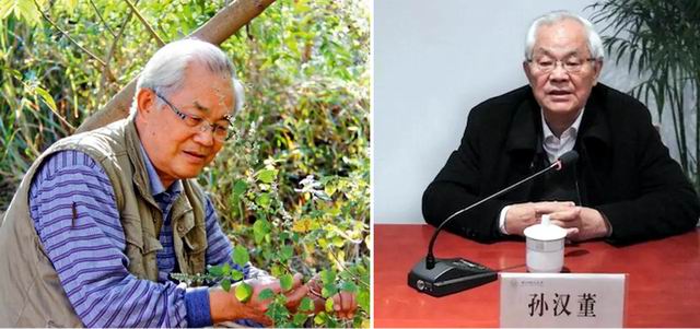 冬凌草，中国仙草