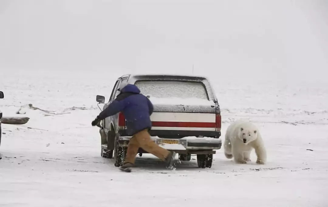 高冷观看北极熊攻略