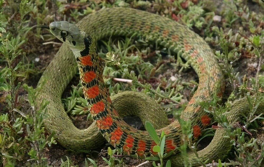生物科普:传说中的鸡冠蛇,实力高深莫测,其实它的原型是野鸡脖子