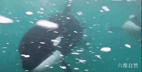 新西兰一潜水员与两头虎鲸相遇，相距1米，虎鲸的凝视就像打招呼