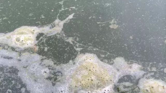 水锈发生原理及其应对办法：底质恶化，有机质过多，甲藻裸藻泛滥