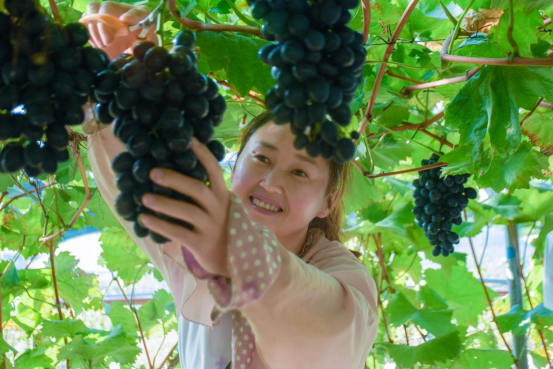 贵州长顺：晚熟葡萄喜迎丰收季