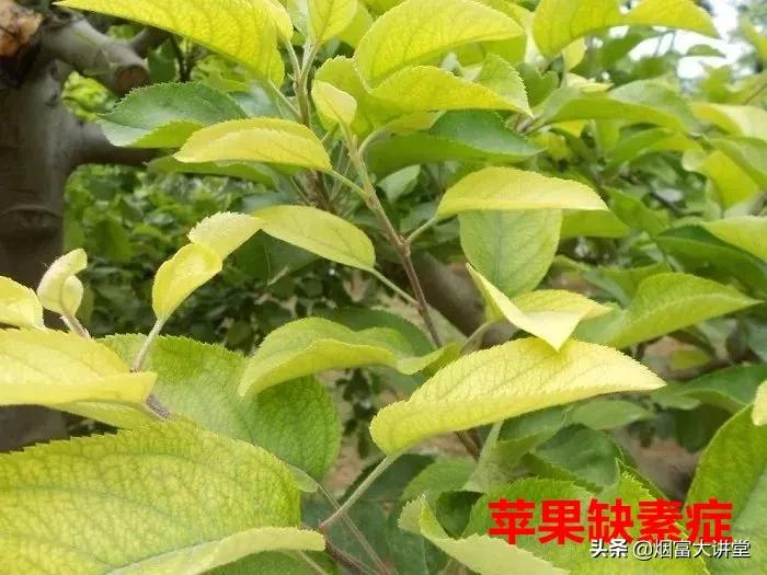 七月苹果幼树管理:促控结合实现早丰产、早结果