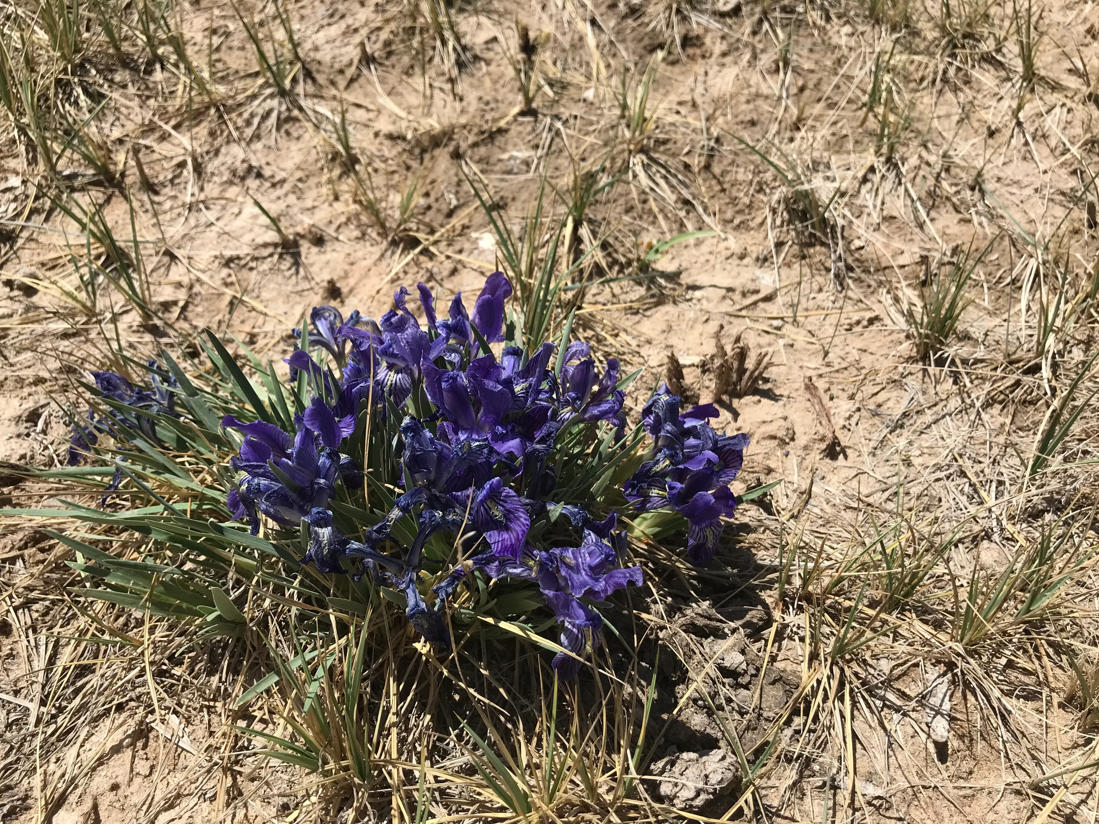 Colorful Qaidam (6) Golmud