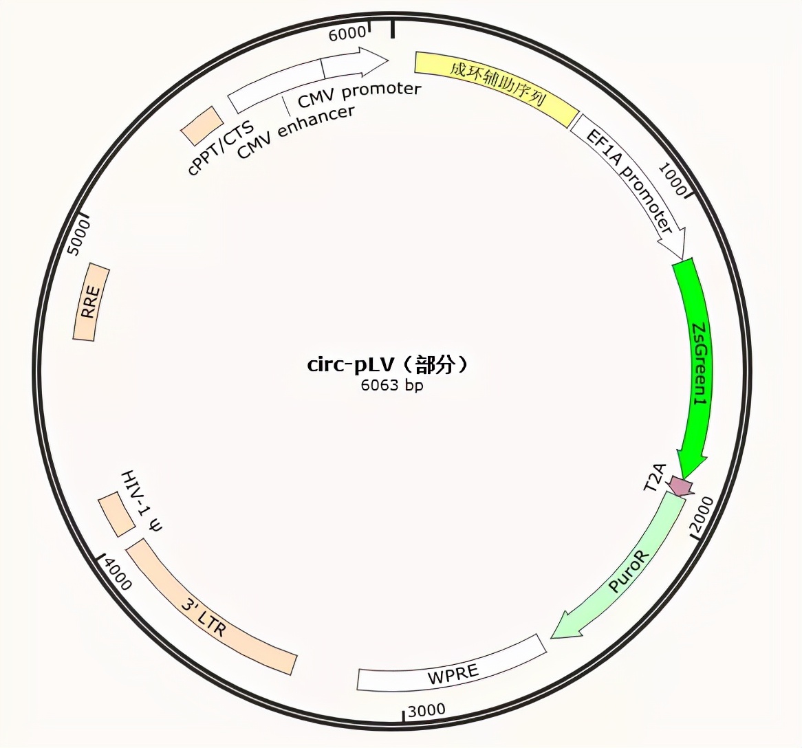 什么是环状RNA(circRNA)+查找circRNA序列步骤