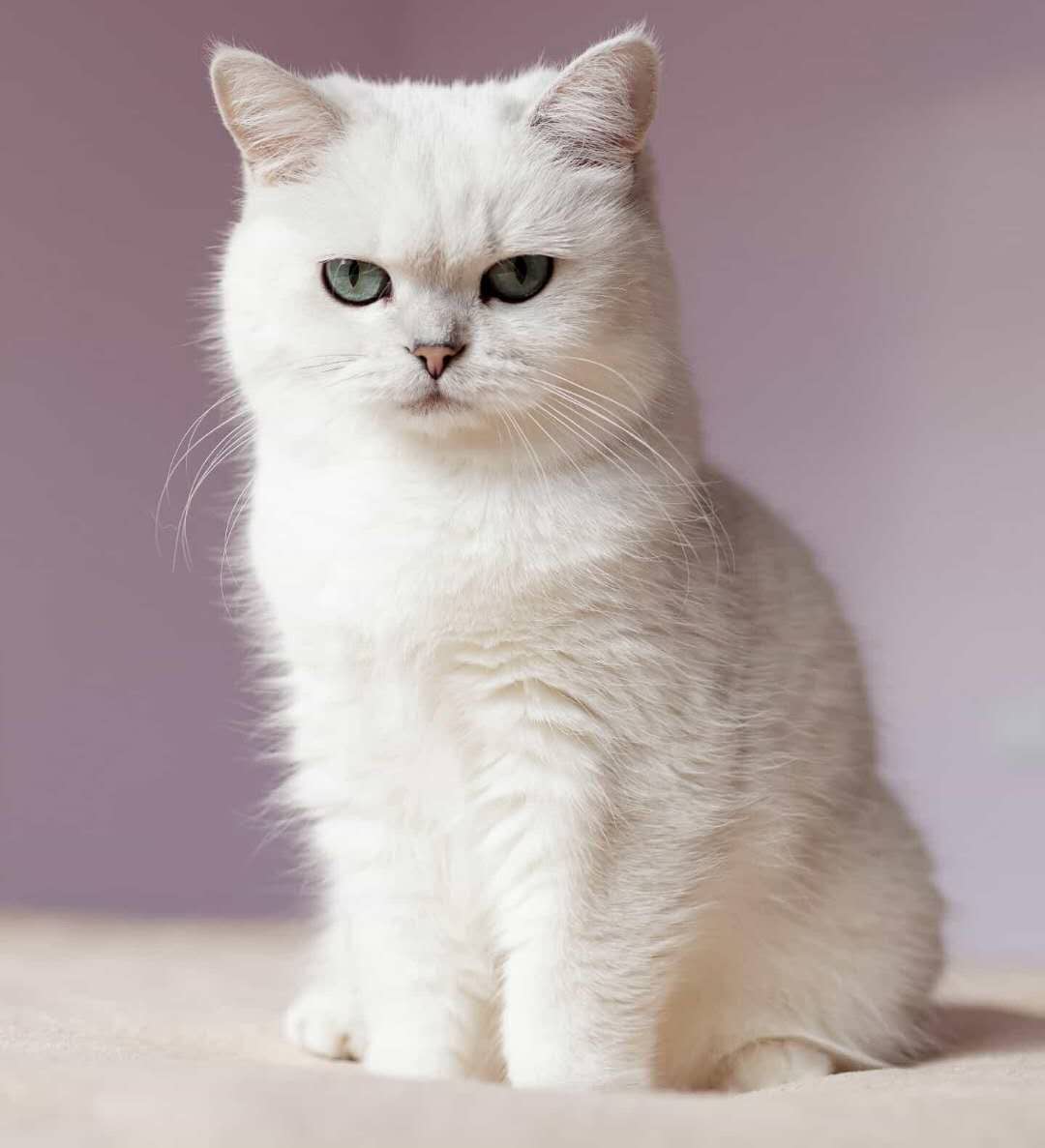 掠鲸模式下频繁的王炸，利用超级IP不断变现，刘