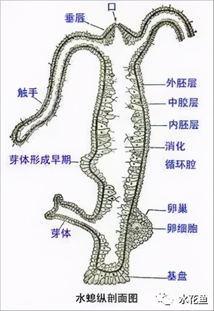 水花(鱼苗)育苗：常见的八类水生敌害虫类及其防控