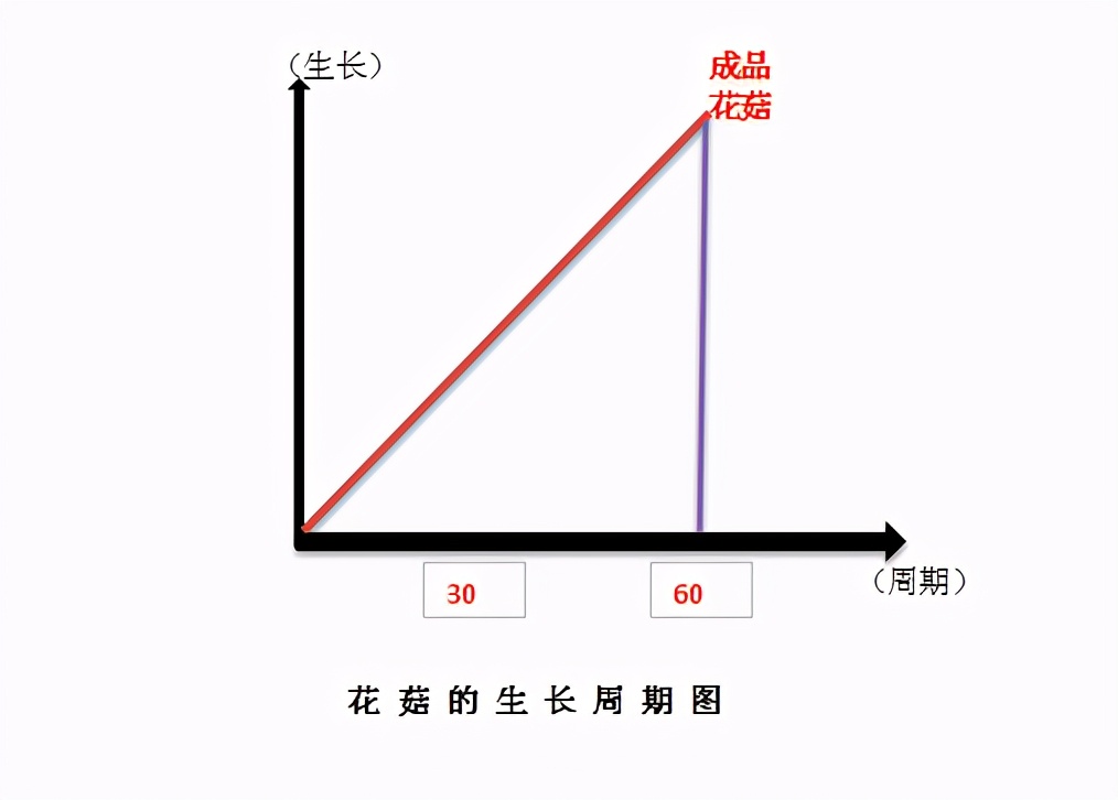 小万黄：农村小伙讲述随州冬花菇种植过程