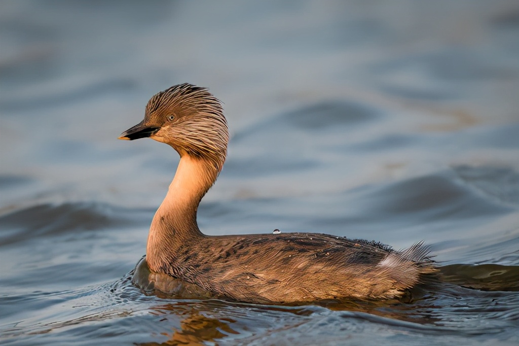 灰頭䴙䴘發如雪，繁華如三千東流水