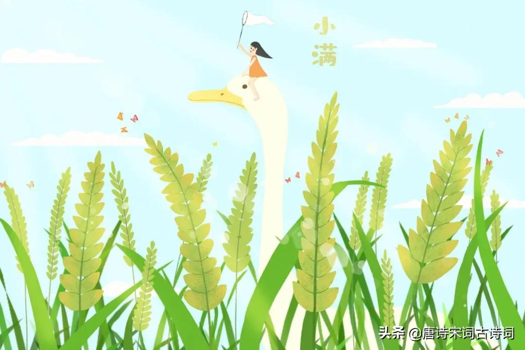 小满节气来了,赏析清代王泰偕的《吴门竹枝词四首·其四·小满》