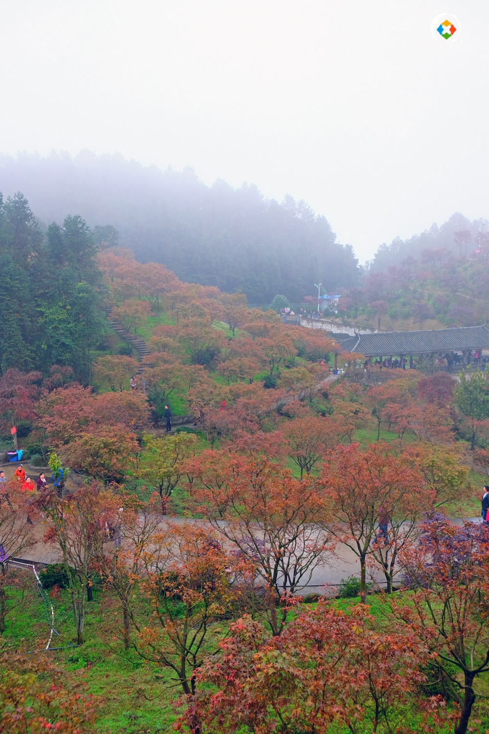 景区因造假被罚款5万元，重庆的“照骗”景点，你都去过哪些？