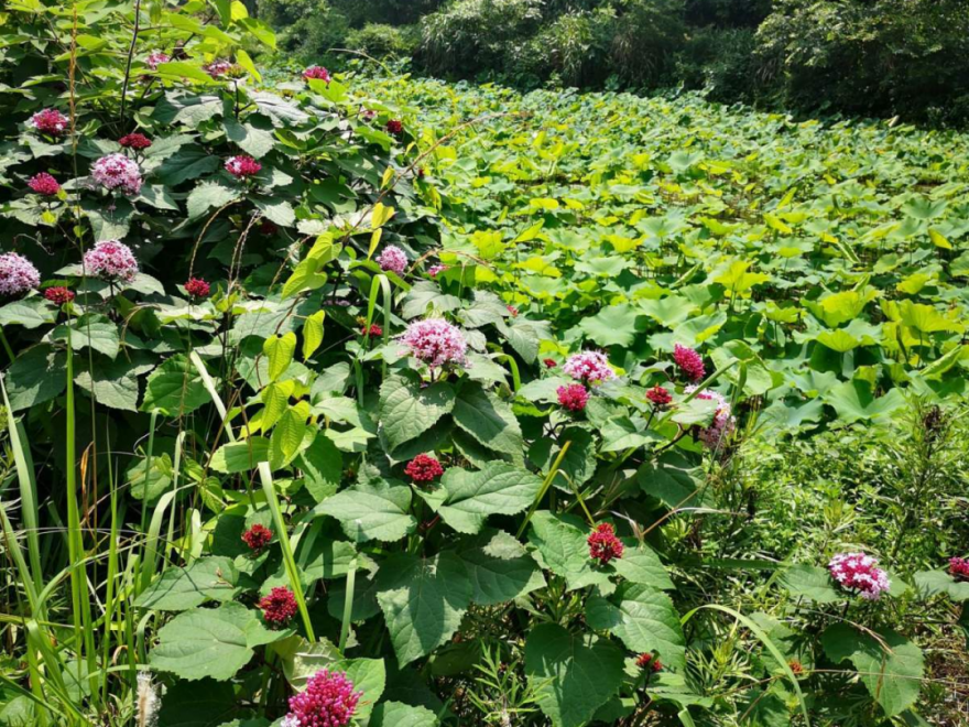10種“臟臟”花，愛干凈的人別養，會招蟲子