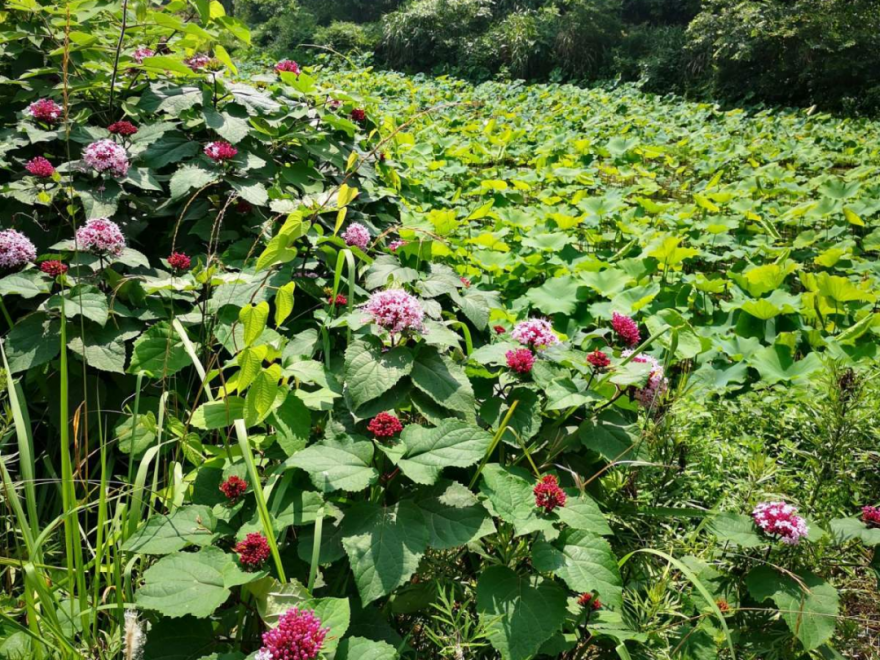 10种“脏脏”花，爱干净的人别养，会招虫子