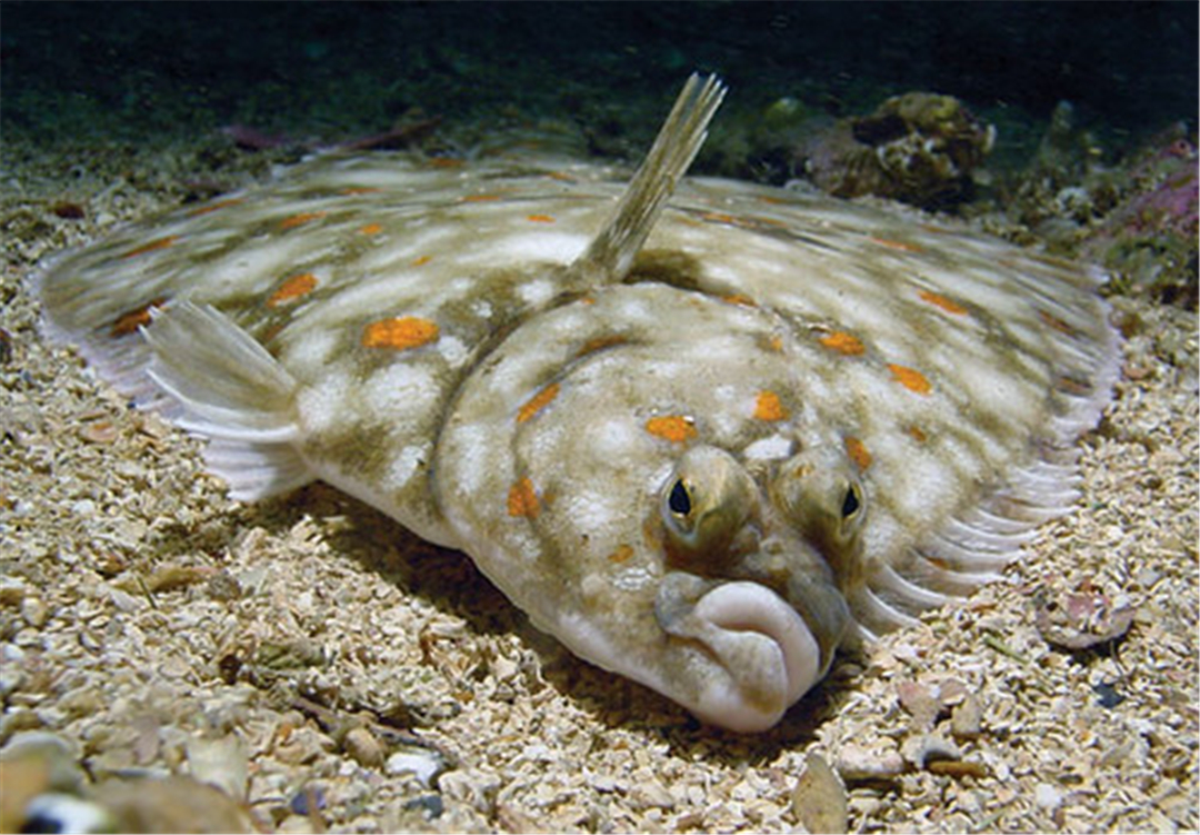 比目鱼最特殊的怪胎在它们身上就体现着不对称