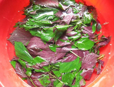 图片[4]-紫苏泡姜做法 酸甜清脆 常吃驱寒开胃还消食-起舞食谱网