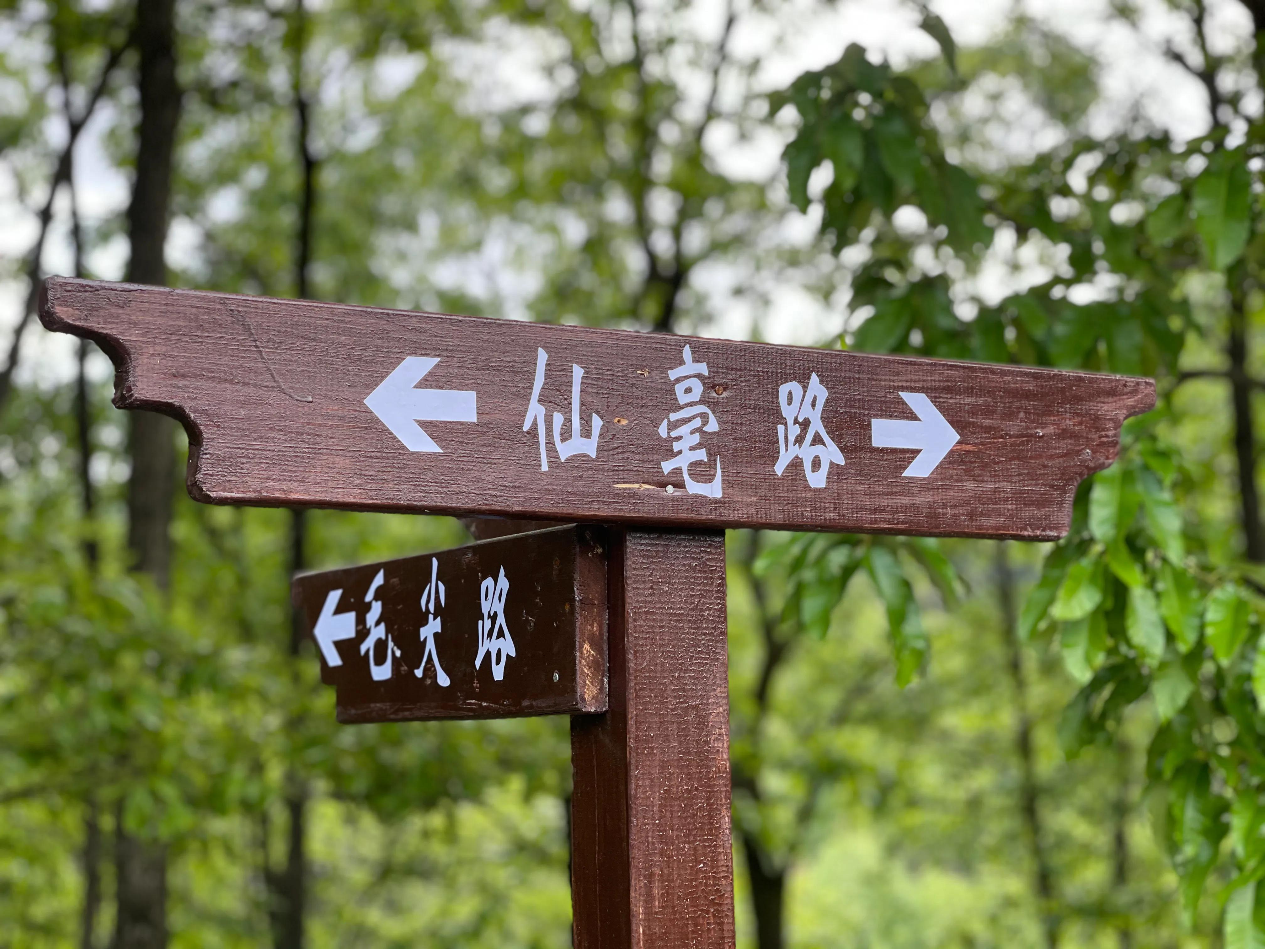 生态镇巴，名茶之乡，在镇巴最美茶园采茶、品茗、观云海