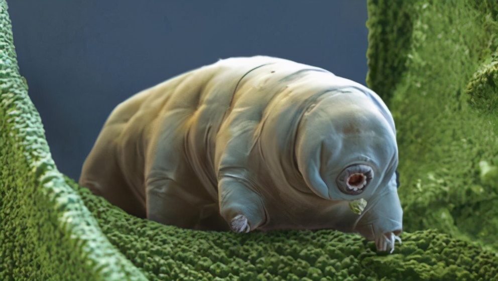 動物界的九大“超級英雄”，蟲恐慎入