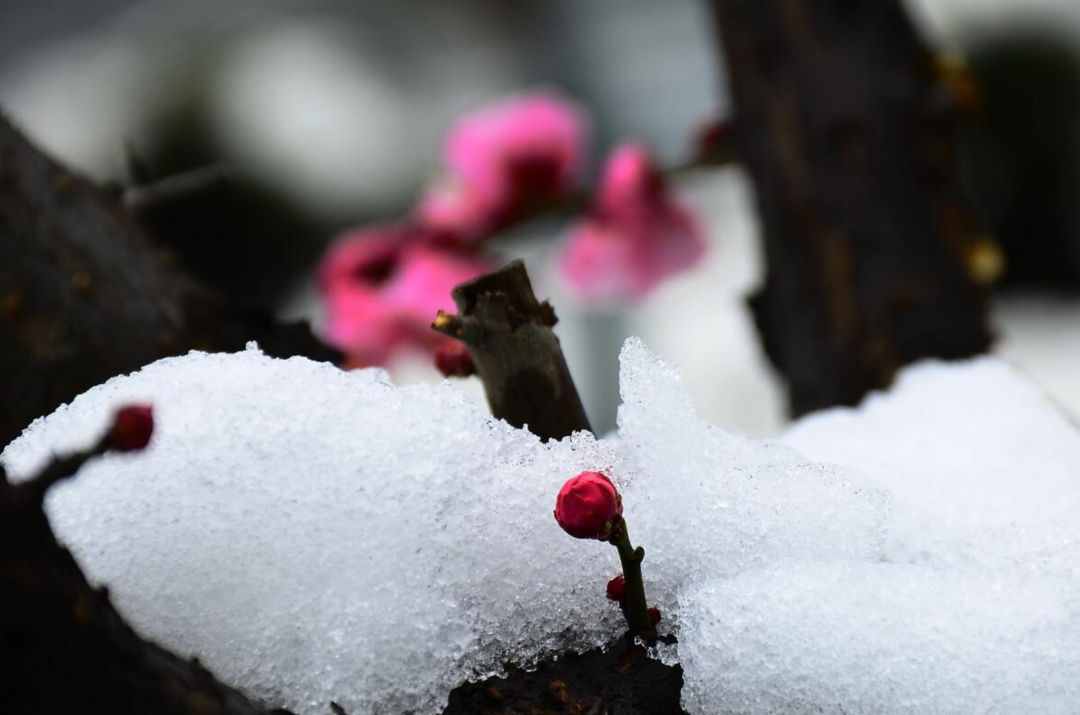 春雪初消好问程，十首春雪的诗词，看银装素裹如画风景-第16张图片-非凡网