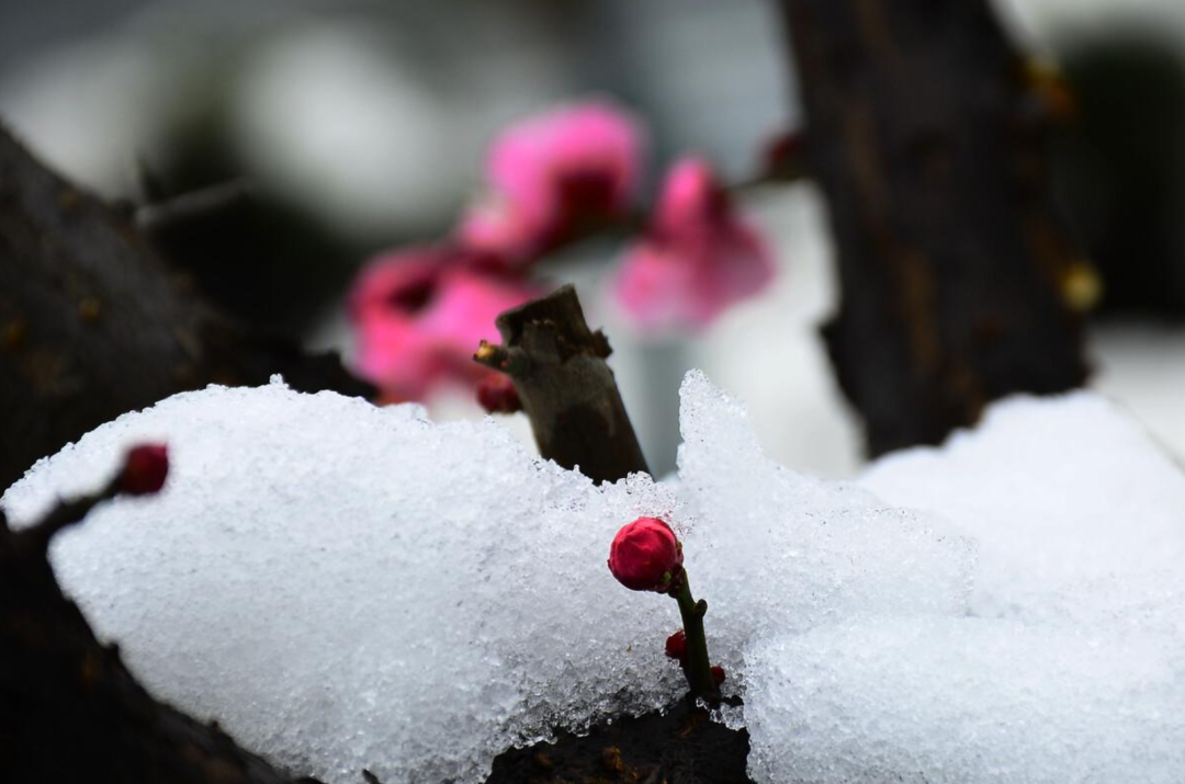 春雪初消好问程，十首春雪的诗词，看银装素裹如画风景-第17张图片-诗句网