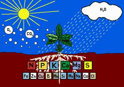 無氮不生長，無磷難成花，無鉀不上色，無硼難坐果，缺鈣裂果多